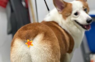 [🆕🇻🇳] THƠM – tiệm làm đẹp thú cưng 🐶🦜 Top1Pets 🐱🐠 Vòng 3 cỡ này đã đủ quyến rũ chưa ạ
————————————–
𝐓𝐇𝐎̛𝐌 chuyên:
Spa thú cưng
Dịch vụ trông giữ- Hotel
Petshop (thức ăn, quần á , shares-0✔️ , likes-7❤️️ , date-2025-08-30 20:15:36🐶🐱🇻🇳🇻🇳🇻🇳📰🆕