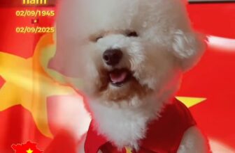 [🆕🇻🇳] KaKa Pet – Dịch Vụ Thú Cưng 🐶🦜 Top1Pets 🐱🐠  , shares-0✔️ , likes-0❤️️ , date-🐶🐱🇻🇳🇻🇳🇻🇳📰🆕