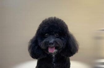 [🆕🇻🇳] HelloPets-Phòng khám thú y 🐶🦜 Top1Pets 🐱🐠  Mùa mưa – Cẩn thận thú cưng dễ bệnh đường hô hấp & ký sinh trùng!Mưa nhiều, ẩm ướt là điều kiện lý tưởng cho vi khuẩn, nấm, ve rận phát triển. Chủ nuôi  , shares-0✔️ , likes-5❤️️ , date-2025-09-05 16:37:42🐶🐱🇻🇳🇻🇳🇻🇳📰🆕