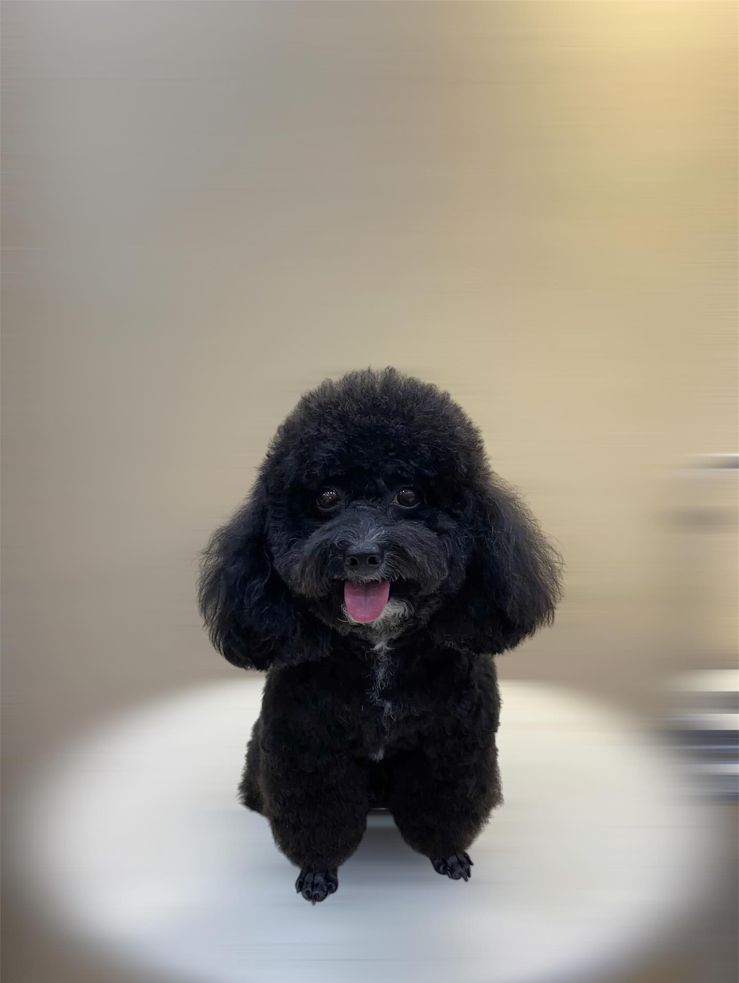 [🆕🇻🇳] SamSam Pet Shop 🐶🦜 Top1Pets 🐱🐠 Em miu xinh tại shop
, shares-0✔️ , likes-4❤️️ , date-2025-09-05 16:42:11🐶🐱🇻🇳🇻🇳🇻🇳📰🆕