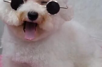 [🆕🇻🇳] Cắt Tỉa Lông Thú Cưng Bình Thạnh 🐶🦜 Top1Pets 🐱🐠  , shares-0✔️ , likes-0❤️️ , date-🐶🐱🇻🇳🇻🇳🇻🇳📰🆕