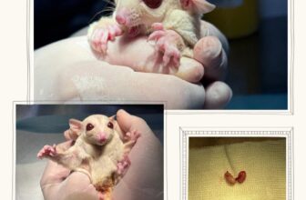 [🆕🇻🇳] Thú Y Thảo Trần – Thao Tran Vet Clinic 🐶🦜 Top1Pets 🐱🐠 Con là Mao Mao, là em bé sóc bay nhẹ cân nhất trong rất nhiều ca mà bác sĩ thú y Thảo Trần đã triệt sản, chỉ có 55g. Đòi gái quá chi để bị mami dẫn đi lặt  , shares-3✔️ , likes-14❤️️ , date-2025-09-03 23:23:21🐶🐱🇻🇳🇻🇳🇻🇳📰🆕