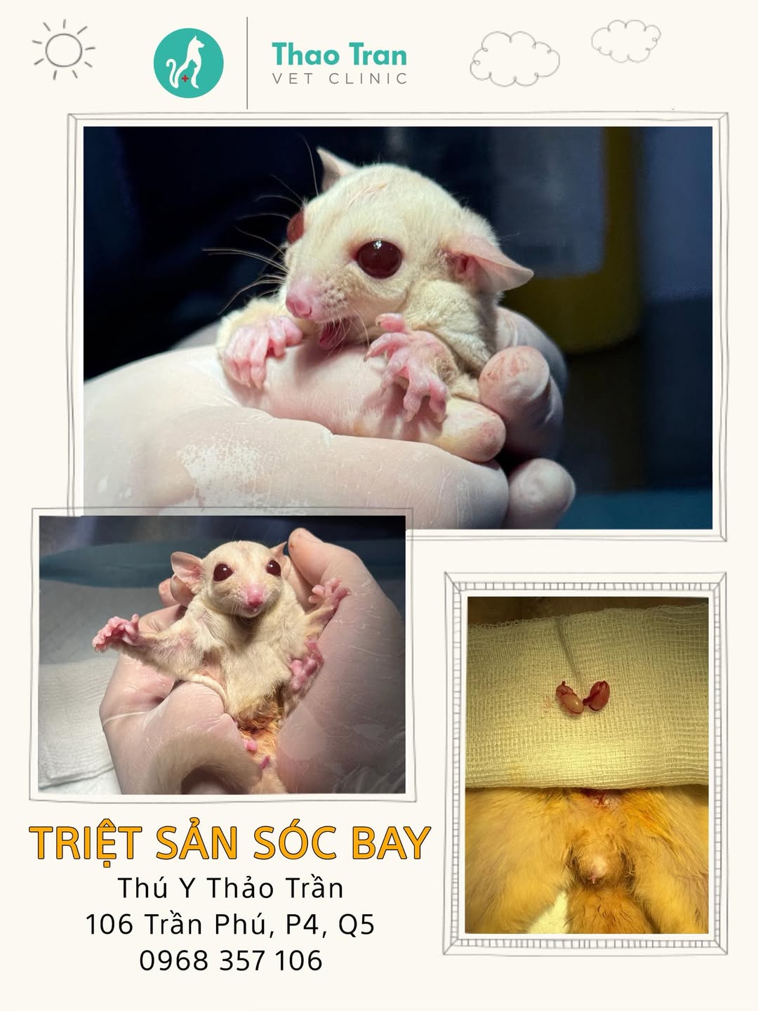 [🆕🇻🇳] Thú Y Thảo Trần – Thao Tran Vet Clinic 🐶🦜 Top1Pets 🐱🐠 Con là Mao Mao, là em bé sóc bay nhẹ cân nhất trong rất nhiều ca mà bác sĩ thú y Thảo Trần đã triệt sản, chỉ có 55g. Đòi gái quá chi để bị mami dẫn đi lặt  , shares-3✔️ , likes-14❤️️ , date-2025-09-03 23:23:21🐶🐱🇻🇳🇻🇳🇻🇳📰🆕