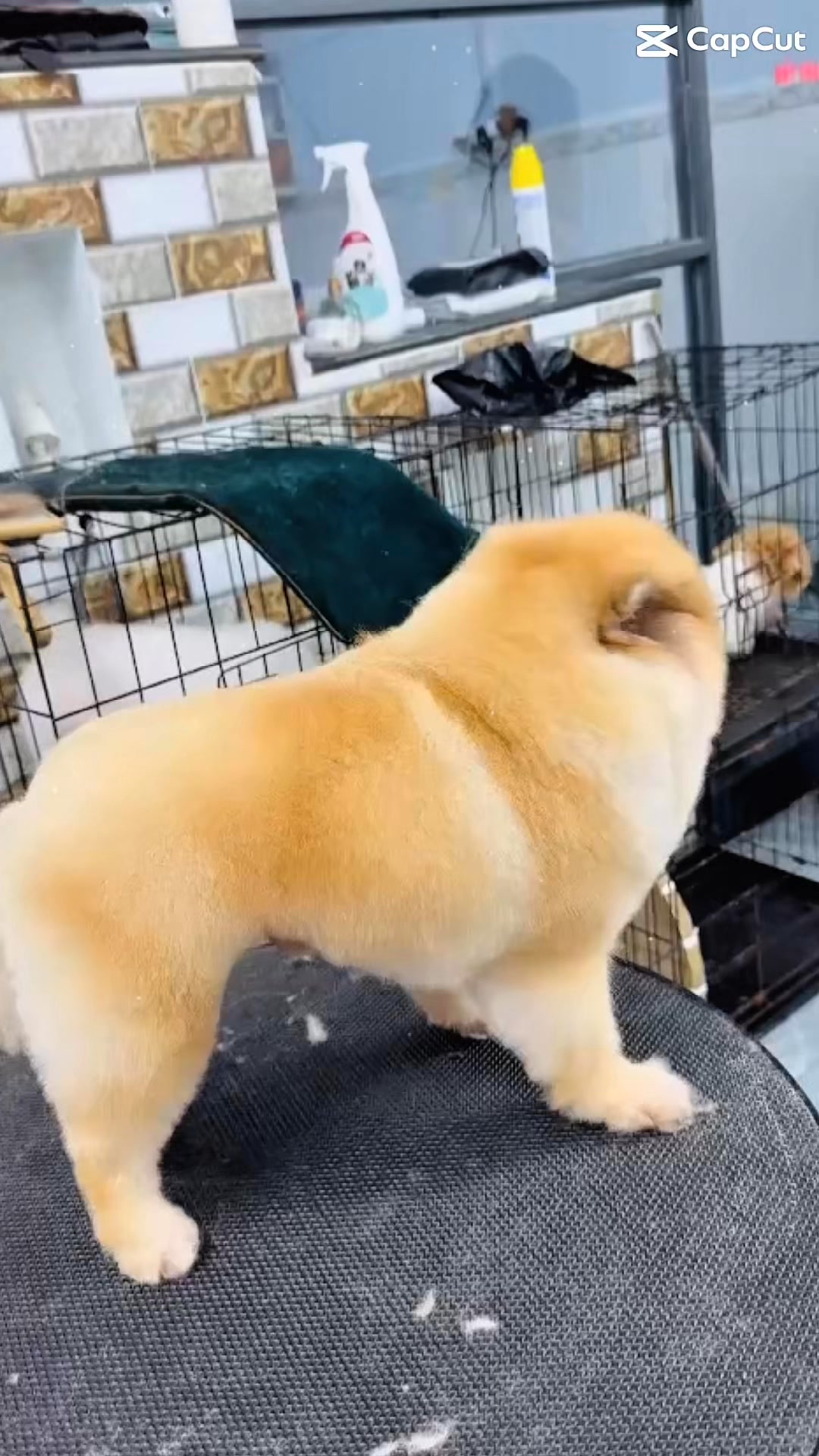 [🆕🇻🇳] Phòng Khám Thú Y Dr. VET – BÌNH CHÁNH 🐶🦜 Top1Pets 🐱🐠 Phẫu thuật gãy xương Humerus chân trước ở chó
———————–
𝐏𝐇𝐎̀𝐍𝐆 𝐊𝐇𝐀́𝐌 𝐓𝐇𝐔́ 𝐘 𝐃𝐑.𝐕𝐄𝐓
Địa chỉ: 1391 Quốc Lộ 50- Phong Phú- Bình Chánh- Hồ Chí M , shares-0✔️ , likes-12❤️️ , date-2025-09-03 00:10:37🐶🐱🇻🇳🇻🇳🇻🇳📰🆕