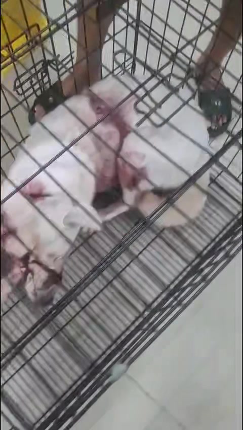 [🆕🇻🇳] Phòng Khám Thú Y Love Pet Trương Định 🐶🦜 Top1Pets 🐱🐠  DỊCH VỤ THÚ Y – ƯU ĐÃI HẤP DẪN TẠI LOVE PET CLINICSiêu âm thai 0đ
Thời gian: 9h – 11h, Thứ 3 & Thứ 5 hàng tuầnLấy cao răng chỉ 200K
Giúp thú cưng , shares-0✔️ , likes-6❤️️ , date-2025-09-05 05:47:22🐶🐱🇻🇳🇻🇳🇻🇳📰🆕