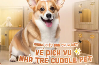 [🆕🇻🇳] CUDDLE PET – 𝐒𝐏𝐀 & 𝐇𝐎𝐓𝐄𝐋 🐶🦜 Top1Pets 🐱🐠  Những điều bạn chưa biết về dịch vụ nhà trẻ Cuddle PetGửi boss đến nhà trẻ, nhiều sen nghĩ chỉ đơn giản là huấn luyện vài bài cơ bản. Nhưng ở Cuddle Pe , shares-0✔️ , likes-1❤️️ , date-2025-09-08 03:30:02🐶🐱🇻🇳🇻🇳🇻🇳📰🆕
