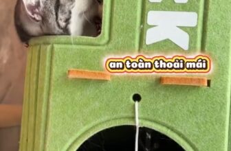 [🆕🇻🇳] Fairy Marina – Chăm Sóc Thú Cưng Hiện Đại 🐶🦜 Top1Pets 🐱🐠  , shares-0✔️ , likes-0❤️️ , date-🐶🐱🇻🇳🇻🇳🇻🇳📰🆕