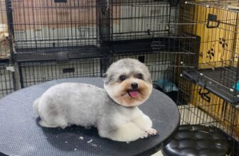 [🆕🇻🇳] Okyo Pet House – Shop Thú Cưng 🐶🦜 Top1Pets 🐱🐠 Lễ 2/9 vừa qua chắc hẳn cún cưng của các ba mẹ đã có những chuyến đi vui vẻ, nhưng giờ là lúc cần chăm sóc lại vẻ ngoài tươi tắn rồi! Hãy nhanh tay đặt lịc , shares-1✔️ , likes-1❤️️ , date-2025-09-05 16:07:39🐶🐱🇻🇳🇻🇳🇻🇳📰🆕