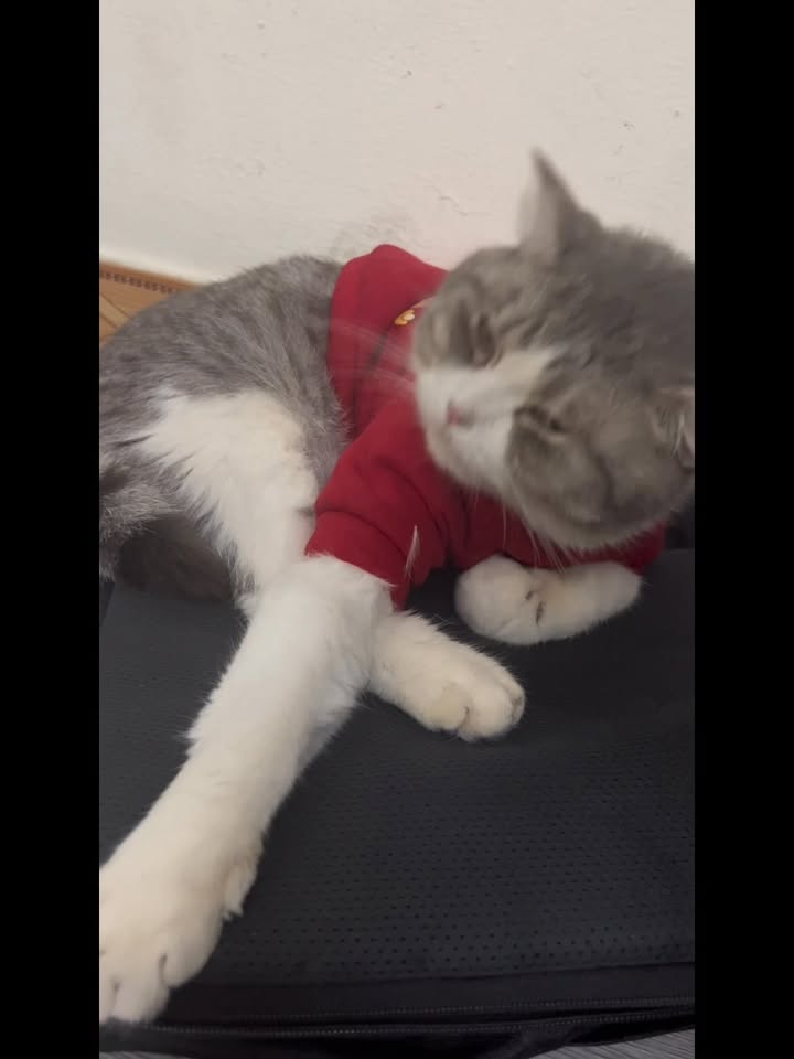 [🆕🇻🇳] Nhà Mèo của Dứa 🐶🦜 Top1Pets 🐱🐠  TẮM NẤM, VIÊM DA, GHẺ, CÁC BỆNH NGOÀI DA THẢO DƯỢC CHO MÈO CÚNThành phần: 100% Thảo dược tự nhiên : Chè xanh, trầu không, tía tôThảo dược tắm nấm, , shares-0✔️ , likes-6❤️️ , date-2025-09-03 06:43:53🐶🐱🇻🇳🇻🇳🇻🇳📰🆕