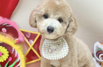 [🆕🇻🇳] BAMIN PET HOME Cần Thơ – Cửa hàng chăm sóc thú cưng & dịch vụ Gromming 🐶🦜 Top1Pets 🐱🐠 Concept Trung Thu đang chờ các bé đến đây ạ
——————————
𝐁𝐀𝐌𝐈𝐍 𝐏𝐄𝐓 𝐇𝐎𝐌𝐄 𝐂𝐀̂̀𝐍 𝐓𝐇𝐎̛ – 𝐂𝐮𝐧𝐠 𝐜𝐚̂́𝐩 𝐝𝐢̣𝐜𝐡 𝐯𝐮̣ – 𝐬𝐚̉𝐧 𝐩𝐡𝐚̂̉𝐦 𝐭𝐡𝐮́ 𝐜𝐮̛𝐧𝐠 𝐂𝐚̂̀𝐧 , shares-0✔️ , likes-9❤️️ , date-2025-09-05 19:09:04🐶🐱🇻🇳🇻🇳🇻🇳📰🆕