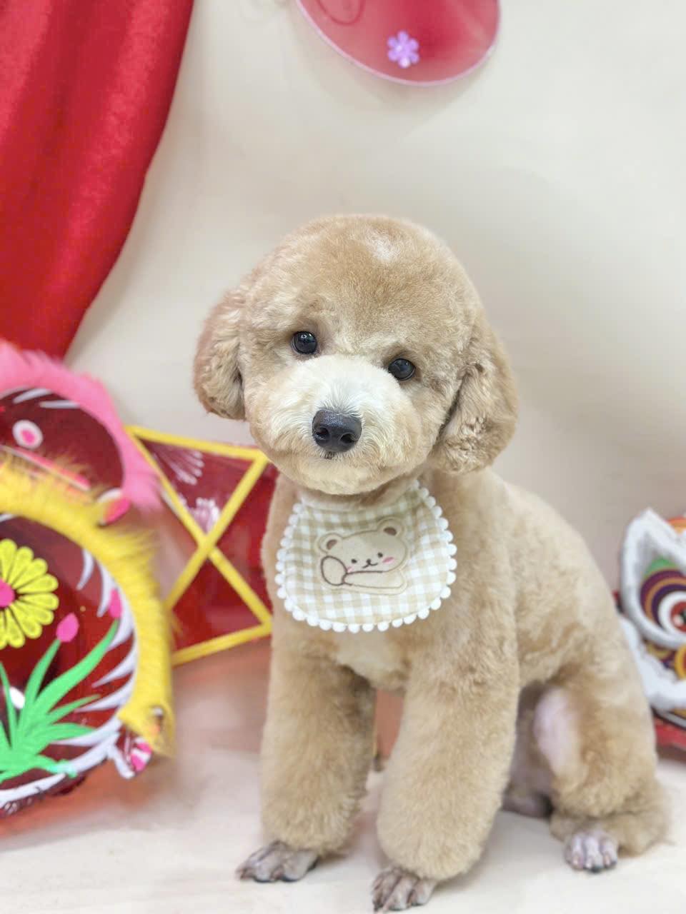 [🆕🇻🇳] TOM TEP PET 🐶🦜 Top1Pets 🐱🐠 DẦU CÁ HỒI Q8Thành phần:
chiết xuất từ 100% dầu cá hồi nguyên chất, omega3, DHA
Công dụng:
– Giúp làm mềm mượt lông, giảm thiểu rụng lông, chống viêm, , shares-0✔️ , likes-3❤️️ , date-2025-09-05 19:06:27🐶🐱🇻🇳🇻🇳🇻🇳📰🆕