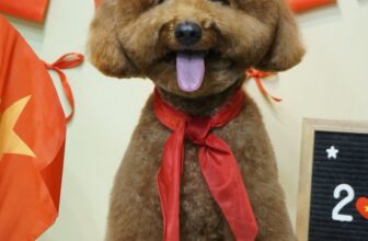 [🆕🇻🇳] Đảo Thú Cưng – Long Thành 🐶🦜 Top1Pets 🐱🐠  𝑀𝑜̣̂𝑡 𝑛𝑔𝑎̀𝑦 đ𝑎̣̆𝑐 𝑏𝑖𝑒̣̂𝑡 đ𝑒̂̉ 𝑐ℎ𝑢́𝑛𝑔 𝑡𝑎 𝑛ℎ𝑜̛́ 𝑣𝑒̂̀ 𝑙𝑖̣𝑐ℎ 𝑠𝑢̛̉, 𝑡𝑢̛̣ ℎ𝑎̀𝑜 𝑑𝑎̂𝑛 𝑡𝑜̣̂𝑐 𝑣𝑎̀ 𝑡ℎ𝑒̂𝑚 𝑡𝑟𝑎̂𝑛 𝑞𝑢𝑦́ 𝑐𝑢𝑜̣̂𝑐 𝑠𝑜̂́𝑛𝑔 ℎ𝑜̀𝑎 𝑏𝑖̀𝑛ℎ ℎ𝑜̂𝑚 𝑛𝑎𝑦. ”Đảo Thú Cư , shares-0✔️ , likes-1❤️️ , date-2025-09-01 19:19:12🐶🐱🇻🇳🇻🇳🇻🇳📰🆕