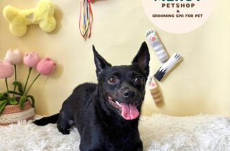 [🆕🇻🇳] Mercy – Petshop & Grooming Spa For Pet 🐶🦜 Top1Pets 🐱🐠  𝐁𝐨̛ 𝐢𝐮 – 𝐁𝐚𝐜𝐤 𝐠𝐫𝐨𝐮𝐧𝐝 𝐧𝐚̀𝐨 𝐜𝐮̃𝐧𝐠 𝐱𝐢𝐧𝐡 đ𝐞̣𝐩𝐊𝐡𝐨̂𝐧𝐠 𝐥𝐚̀𝐦 đ𝐚𝐮 𝐜𝐚́𝐜 𝐜𝐨𝐧 – 𝐊𝐡𝐨̂𝐧𝐠 𝐛𝐚̣𝐨 𝐥𝐮̛̣𝐜 𝐜𝐮̛𝐨̛̃𝐧𝐠 𝐞́𝐩 – 𝐊𝐡𝐨̂𝐧𝐠 𝐠𝐚̂𝐲 𝐒𝐭𝐫𝐞𝐬𝐬𝐐𝐮𝐲 𝐓𝐫𝐢̀𝐧𝐡 𝐓𝐚̆́𝐦 𝐓𝐢̉𝐚 𝐂𝐡𝐮𝐲𝐞̂ , shares-2✔️ , likes-7❤️️ , date-2025-09-05 17:15:47🐶🐱🇻🇳🇻🇳🇻🇳📰🆕