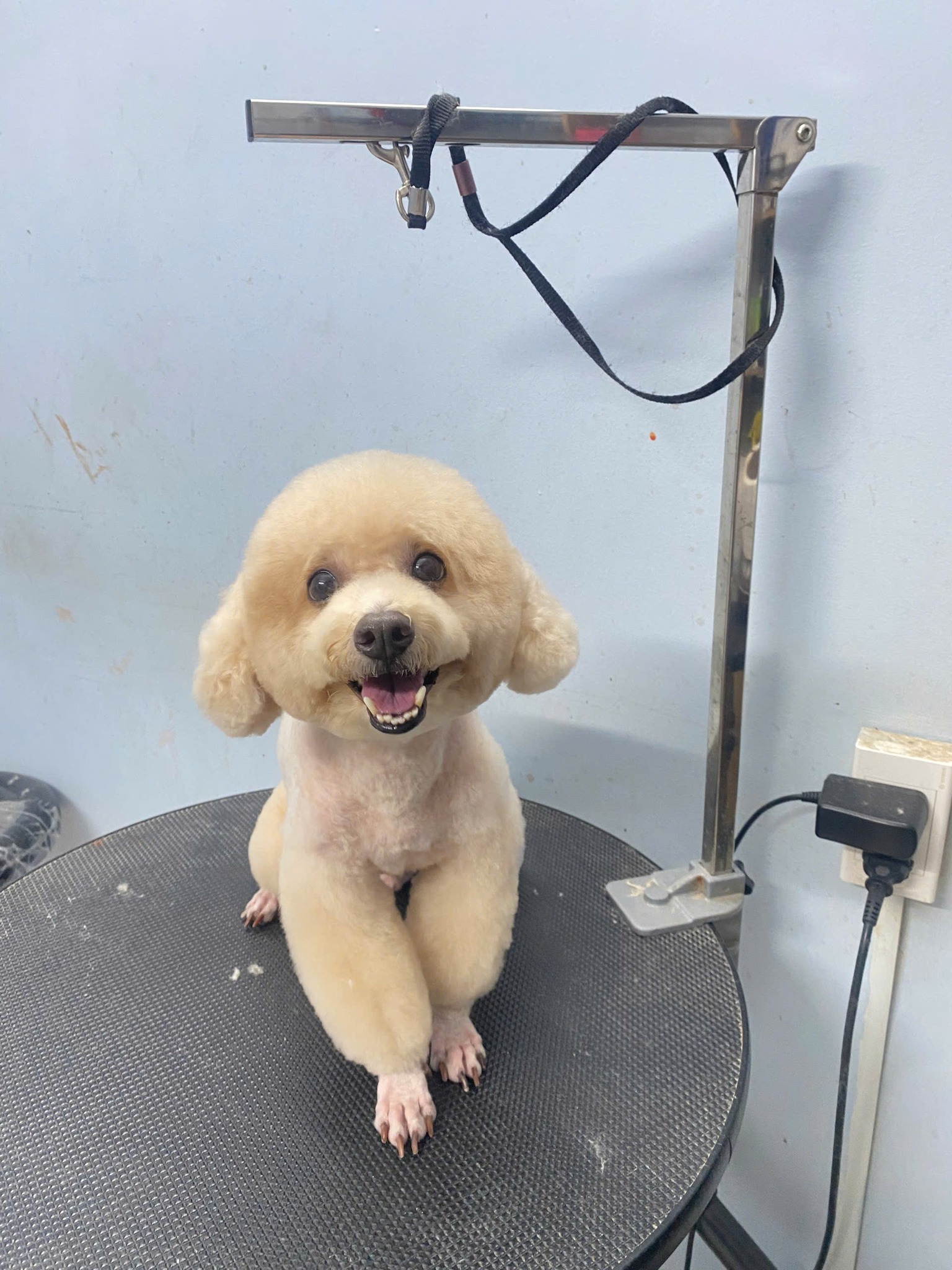 [🆕🇻🇳] Bệnh Viện Thú Y Petshare 366 Khương Đình 🐶🦜 Top1Pets 🐱🐠 Mặt cân là tự tin vênh váo ngay
, shares-0✔️ , likes-7❤️️ , date-2025-09-01 22:26:10🐶🐱🇻🇳🇻🇳🇻🇳📰🆕