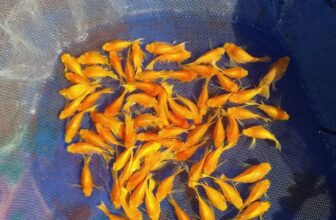 [🆕🇻🇳] Con Yêu Boutique – Thời trang cho bé 🧑‍🧒❤️️👶⭐️ -Mời A.C.E ghé qua tham khảo các d.ò.n.g  bên shop ạk
– Inpox để nhận  hình thực tế ạk.
– Có hộ trợ phí ship ( tuỳ nơi).
, shares-0✔️ , likes-0❤️️ , date-2025-09-03 18:00:45🇻🇳🇻🇳🇻🇳📰🆕