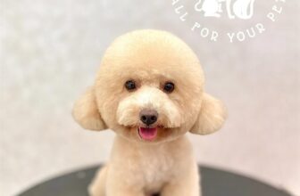 [🆕🇻🇳] DOCA’S HOUSE 🐶🦜 Top1Pets 🐱🐠 Chào e cô bé đáng yêoDOCA’S HOUSE – Dịch vụ thú cưng
– Tắm, vệ sinh, cắt tỉa
– Thú y và Pet shop
– Khách sạn thú cưng
Đc: 67 Hùng Vương, Vĩnh Thanh Vân,  , shares-0✔️ , likes-1❤️️ , date-2025-09-06 16:03:44🐶🐱🇻🇳🇻🇳🇻🇳📰🆕