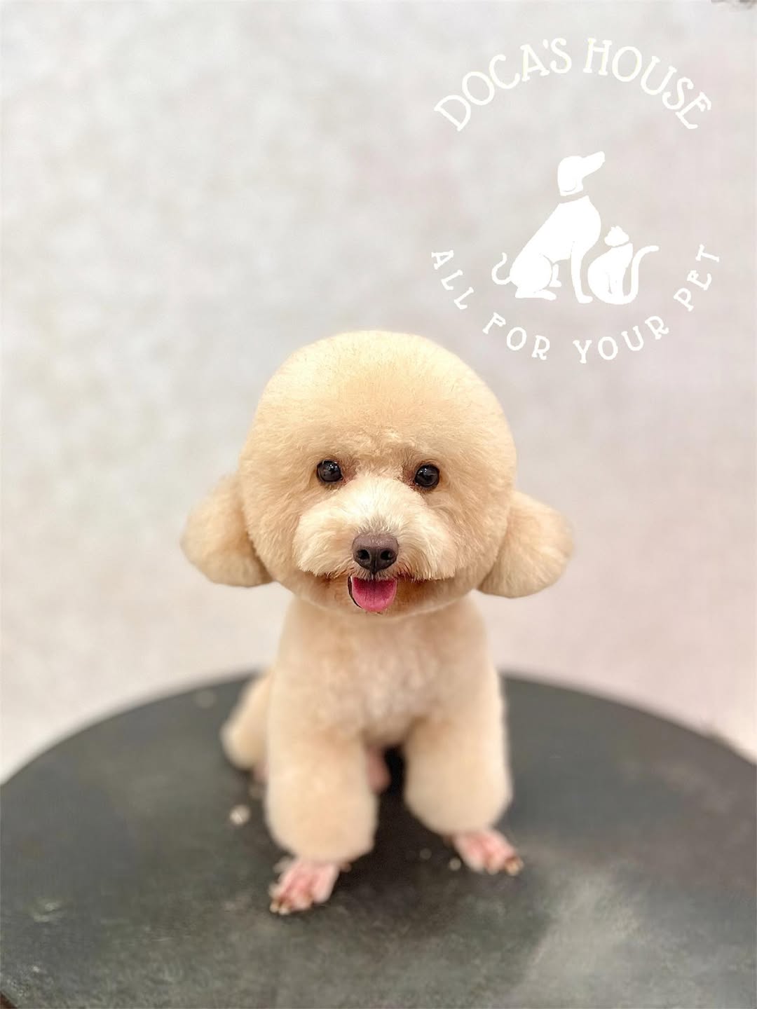 [🆕🇻🇳] DOCA’S HOUSE 🐶🦜 Top1Pets 🐱🐠 Chào e cô bé đáng yêoDOCA’S HOUSE – Dịch vụ thú cưng
– Tắm, vệ sinh, cắt tỉa
– Thú y và Pet shop
– Khách sạn thú cưng
Đc: 67 Hùng Vương, Vĩnh Thanh Vân,  , shares-0✔️ , likes-1❤️️ , date-2025-09-06 16:03:44🐶🐱🇻🇳🇻🇳🇻🇳📰🆕