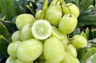 [🆕🇻🇳] TH Fruit – Chuyên Trái Cây Nhập Khẩu Cao Cấp 🍔 Top1Food  🍜  NHO XANH SWEET GLOBE MỸ – ĐỈNH CAO CỦA CHẤT LƯỢNG & AN TOÀNNhập khẩu chính ngạch bằng đường hàng không từ Mỹ, nho xanh Sweet Globe không hạt là dòng nh , shares-0✔️ , likes-1❤️️ , date-2025-09-04 00:01:20🇻🇳🇻🇳🇻🇳📰🆕