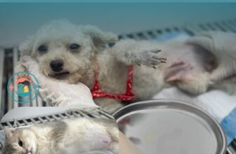 [🆕🇻🇳] Phòng Khám Thú Y Love Pet Trương Định 🐶🦜 Top1Pets 🐱🐠  DỊCH VỤ THÚ Y – ƯU ĐÃI HẤP DẪN TẠI LOVE PET CLINICSiêu âm thai 0đ
Thời gian: 9h – 11h, Thứ 3 & Thứ 5 hàng tuầnLấy cao răng chỉ 200K
Giúp thú cưng , shares-0✔️ , likes-6❤️️ , date-2025-09-05 05:47:22🐶🐱🇻🇳🇻🇳🇻🇳📰🆕