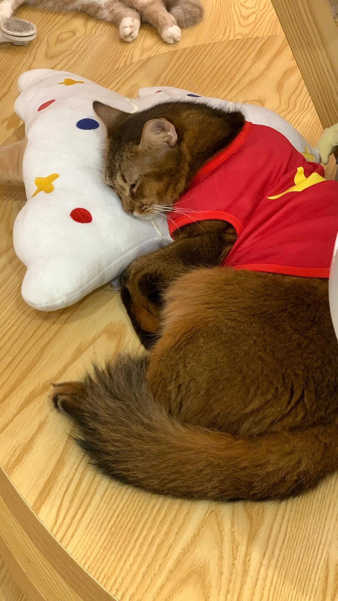 [☕️🇻🇳] Tiệm Cafe Mèo JennyMiaw – PetSpa 🥤 Top1Coffee ☕️ Giấc mơ trưa————————-
Tiệm Cà Phê Mèo JennyMiaw
JennyMiaw Catcafe 1144 Láng, Hà Nội
032.704.1340
, shares-0✔️ , likes-1❤️️ , date-2025-09-05 20:30:25🇻🇳🇻🇳🇻🇳📰🆕