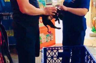 [🆕🇻🇳] Bệnh Viện Thú Y LAN PET Hà Nam 🐶🦜 Top1Pets 🐱🐠 #Chó mèo , shares-0✔️ , likes-3❤️️ , date-2025-09-05 20:43:04🐶🐱🇻🇳🇻🇳🇻🇳📰🆕