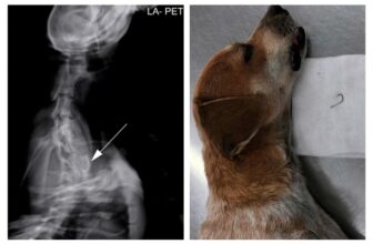 [🆕🇻🇳] Thú Y Long An Pet 🐶🦜 Top1Pets 🐱🐠 Không phải lần đầu em ấy làm chuyện đấy…Phòng khám Thú y Long An Pet – UY TÍN – TẬN TÂM – CHUYÊN NGHIỆP
Đ/c: 507A Nguyễn Đình Chiểu, P.3, TP. Tân An, , shares-0✔️ , likes-2❤️️ , date-2025-09-05 22:36:25🐶🐱🇻🇳🇻🇳🇻🇳📰🆕