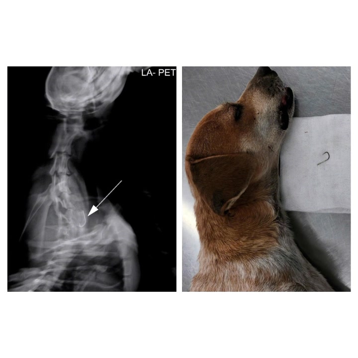 [🆕🇻🇳] PET ME – Sở thú mini giữa lòng Sài Gòn 🐶🦜 Top1Pets 🐱🐠 Báo thật sự  #petme #pet #cat #meo #funnymeme #caphethucung
, shares-1✔️ , likes-52❤️️ , date-2025-09-05 21:33:39🐶🐱🇻🇳🇻🇳🇻🇳📰🆕