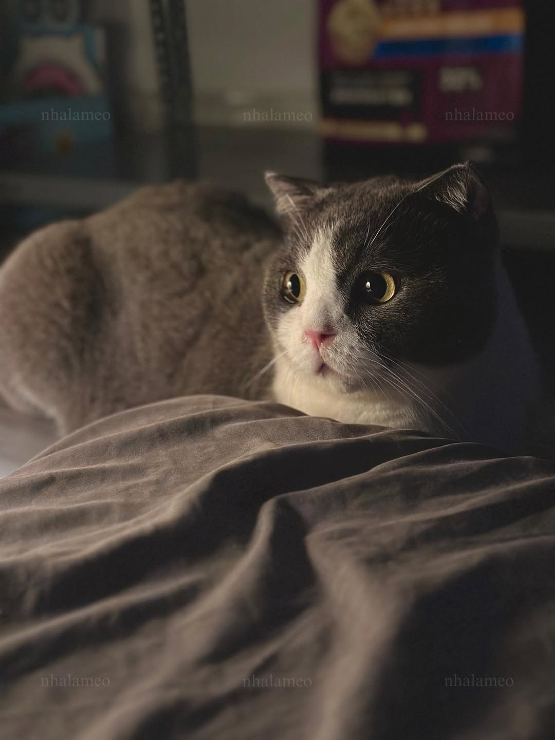 [🆕🇻🇳] Nhà Là Mèo – Dịch vụ thú cưng 🐶🦜 Top1Pets 🐱🐠 G9 mấy bà
, shares-0✔️ , likes-7❤️️ , date-2025-09-06 06:04:19🐶🐱🇻🇳🇻🇳🇻🇳📰🆕