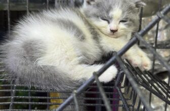 [🆕🇻🇳] Lâm Trang Pet Shop Vinh 🐶🦜 Top1Pets 🐱🐠 Mèo không quan tâm bạn giàu hay nghèo…
chỉ cần bát thức ăn đầy.
, shares-0✔️ , likes-9❤️️ , date-2025-09-04 05:30:32🐶🐱🇻🇳🇻🇳🇻🇳📰🆕