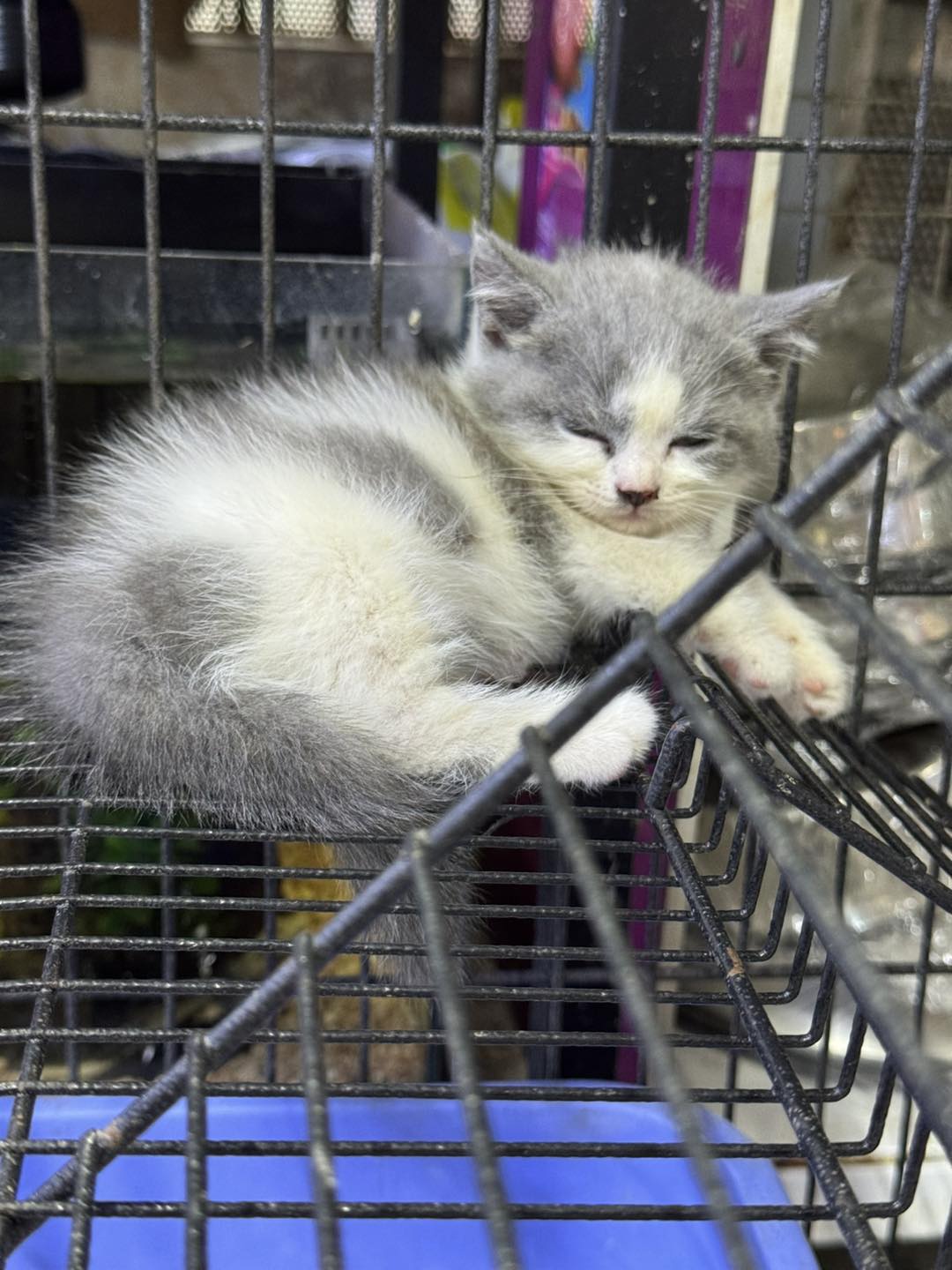 [🆕🇻🇳] Hamster Kingdom Thủ Đức 🐶🦜 Top1Pets 🐱🐠 người ta nói, kệ mình nhắm mắt iu lun !!!
————————————-
Ủng hộ Hamster KingDom
Mở cửa: 8h30 – 21h00
𝐇𝐚𝐦𝐬𝐭𝐞𝐫 𝐊𝐢𝐧𝐠𝐝𝐨𝐦 𝐁𝐢̀𝐧𝐡 𝐓𝐡𝐚̣𝐧𝐡
𝑃ℎ , shares-0✔️ , likes-0❤️️ , date-2025-09-04 03:00:15🐶🐱🇻🇳🇻🇳🇻🇳📰🆕