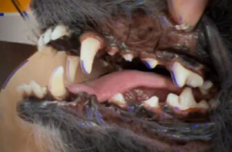 [🆕🇻🇳] Ginnie Pet shop 🐶🦜 Top1Pets 🐱🐠  **VỆ SINH RĂNG MIỆNG CHO BÉ YÊU – CHỈ TỪ 69K**Chỉ với **69K**, bé đã được:
Vệ sinh răng miệng cơ bản
Làm sạch mảng bẩn, thức ăn thừa
Hơi thở thơm t , shares-0✔️ , likes-0❤️️ , date-2025-09-03 18:09:40🐶🐱🇻🇳🇻🇳🇻🇳📰🆕