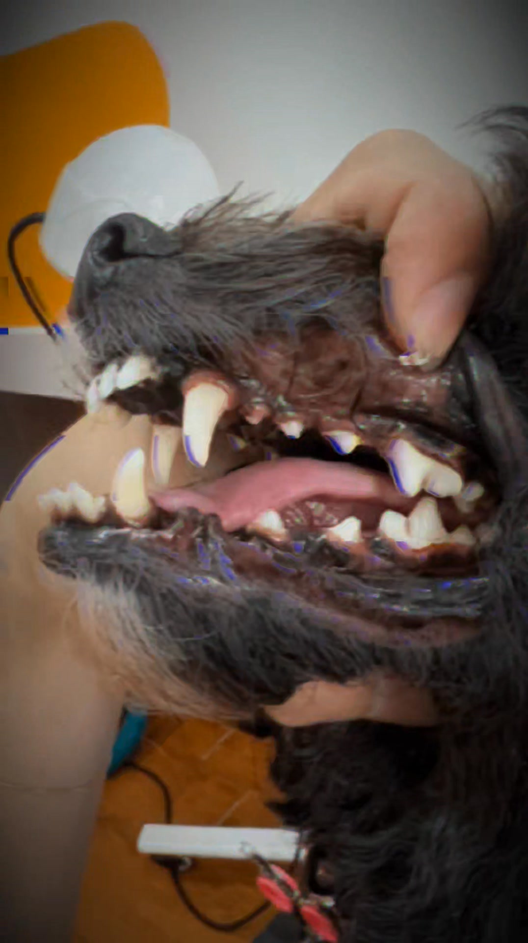 [🆕🇻🇳] Pet Shop Bình Tân- Siêu Thị Thú Cưng Hachiko 🐶🦜 Top1Pets 🐱🐠  ANF 6 Free Dog – Thức ăn hạt cao cấp cho boss yêu3 hương vị hấp dẫn: Salmon & White Fish – Lamb & Rice – Duck & SalmonCông dụng nổi bật:Giàu prot , shares-0✔️ , likes-1❤️️ , date-2025-09-03 18:14:26🐶🐱🇻🇳🇻🇳🇻🇳📰🆕