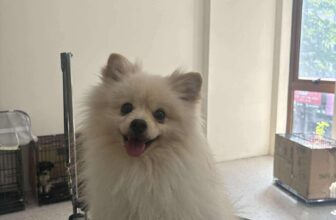 [🆕🇻🇳] Tom’s Land 🐶🦜 Top1Pets 🐱🐠  Nay Bím được mẹ cho đi Xì Pa chinh chắn chuẩn pị đi khai giảng đây các cô chú ơiiiXứng đáng có 1 PHIẾU BÉ NGOAN0914048697/0855300300
77 Tây Sơn, Đ , shares-0✔️ , likes-0❤️️ , date-2025-09-04 17:29:14🐶🐱🇻🇳🇻🇳🇻🇳📰🆕