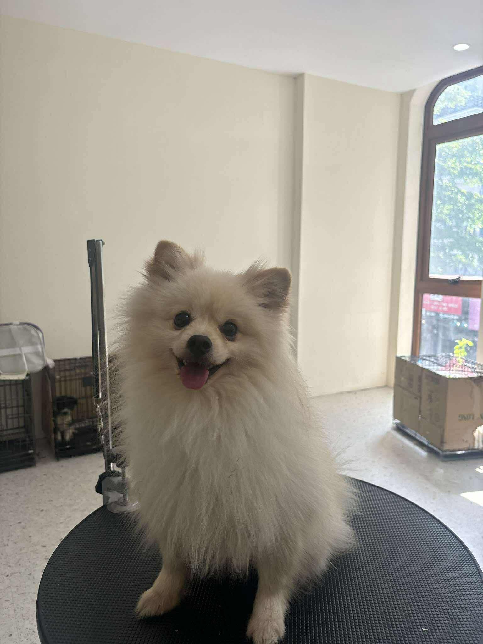 [🆕🇻🇳] Pate Tươi Bún Đậu Mắm Meo 🐶🦜 Top1Pets 🐱🐠 Bánh Cookies Creams cho Thú CưngBánh được làm thủ công bởi sữa dê và 3 loại phomai, cho các bé cưng 1 bữa ăn phụ siuu dinh dưỡng và tăng cân an toàn
+thê , shares-0✔️ , likes-3❤️️ , date-2025-09-04 19:00:23🐶🐱🇻🇳🇻🇳🇻🇳📰🆕