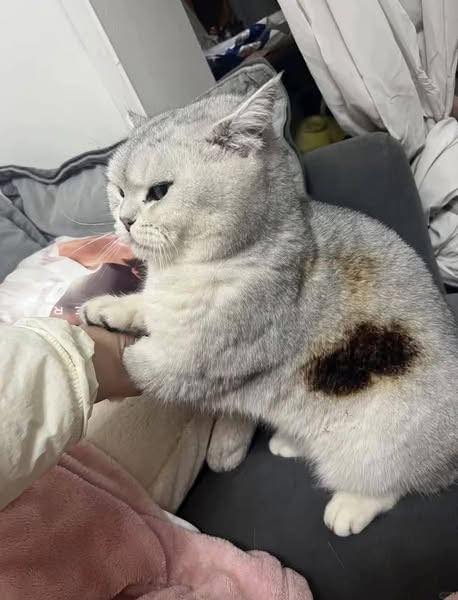 [🆕🇻🇳] PET ME – Sở thú mini giữa lòng Sài Gòn 🐶🦜 Top1Pets 🐱🐠 Báo thật sự  #petme #pet #cat #meo #funnymeme #caphethucung
, shares-1✔️ , likes-52❤️️ , date-2025-09-05 21:33:39🐶🐱🇻🇳🇻🇳🇻🇳📰🆕