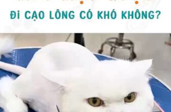 [🆕🇻🇳] VuiPet- Cung cấp dịch vụ chăm sóc thú cưng cao cấp 🐶🦜 Top1Pets 🐱🐠  , shares-0✔️ , likes-0❤️️ , date-🐶🐱🇻🇳🇻🇳🇻🇳📰🆕