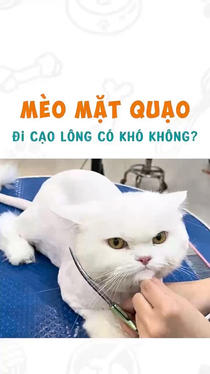 [🆕🇻🇳] VuiPet- Cung cấp dịch vụ chăm sóc thú cưng cao cấp 🐶🦜 Top1Pets 🐱🐠  , shares-0✔️ , likes-0❤️️ , date-🐶🐱🇻🇳🇻🇳🇻🇳📰🆕