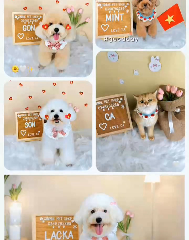 [🆕🇻🇳] Ginnie Pet shop 🐶🦜 Top1Pets 🐱🐠 THỨ 4 VUI VẺ GIẢM 15% dịch vụ spaƯU ĐÃI KHỦNG:HAPPY DAY Thứ 4 hàng tuần giảm 15% combo tắm cắt tỉa, giảm 10% tắm vệ sinh (trừ các ngày lễ)Nhóm 3 bé  , shares-0✔️ , likes-5❤️️ , date-2025-09-03 18:40:51🐶🐱🇻🇳🇻🇳🇻🇳📰🆕