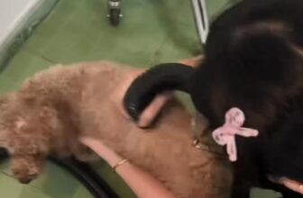 [🆕🇻🇳] TiTi Pet-Shop thú cưng – Quần áo, Thức ăn, Sữa tắm,Vitamin và phụ kiện cho chó mèo 🐶🦜 Top1Pets 🐱🐠 Ca cắt tỉa cho 3 bé poodle êu êu !!
———//——–
#TiTiPet: 245 đường số 8, p11, Gò Vấp, tphcm
Open: 8h30-21h30
Hotline (zalo): 0917131337 – 0903 , shares-0✔️ , likes-4❤️️ , date-2025-09-08 03:34:27🐶🐱🇻🇳🇻🇳🇻🇳📰🆕