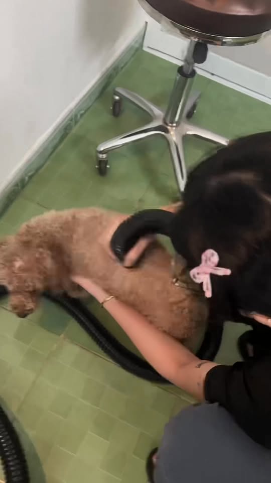 [🆕🇻🇳] TiTi Pet-Shop thú cưng – Quần áo, Thức ăn, Sữa tắm,Vitamin và phụ kiện cho chó mèo 🐶🦜 Top1Pets 🐱🐠 Ca cắt tỉa cho 3 bé poodle êu êu !!
———//——–
#TiTiPet: 245 đường số 8, p11, Gò Vấp, tphcm
Open: 8h30-21h30
Hotline (zalo): 0917131337 – 0903 , shares-0✔️ , likes-4❤️️ , date-2025-09-08 03:34:27🐶🐱🇻🇳🇻🇳🇻🇳📰🆕