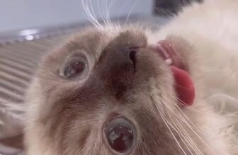 [🆕🇻🇳] Bệnh Viện Thú Y Tropicpet Minh Khai 🐶🦜 Top1Pets 🐱🐠 Nước mắt của “Mơ “đã rơi khi đến Tropicpet chữa bệnh thất tình
—————★★★★★——————
𝐓𝐑𝐎𝐏𝐈𝐂𝐏𝐄𝐓 – 𝐀𝐍𝐈𝐌𝐀𝐋 𝐇𝐎𝐒𝐏𝐈𝐓𝐀𝐋
Hai Bà Trưng: 271 Minh K , shares-0✔️ , likes-0❤️️ , date-2025-09-04 21:54:31🐶🐱🇻🇳🇻🇳🇻🇳📰🆕