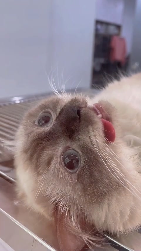 [🆕🇻🇳] Bệnh Viện Thú Y Tropicpet Minh Khai 🐶🦜 Top1Pets 🐱🐠 Nước mắt của “Mơ “đã rơi khi đến Tropicpet chữa bệnh thất tình
—————★★★★★——————
𝐓𝐑𝐎𝐏𝐈𝐂𝐏𝐄𝐓 – 𝐀𝐍𝐈𝐌𝐀𝐋 𝐇𝐎𝐒𝐏𝐈𝐓𝐀𝐋
Hai Bà Trưng: 271 Minh K , shares-0✔️ , likes-0❤️️ , date-2025-09-04 21:54:31🐶🐱🇻🇳🇻🇳🇻🇳📰🆕