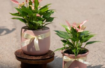 [🆕🇻🇳] Xoaif garden – Cây cảnh mini 🌳 Top1Tree 🍁 Mai khai giảng rồi các bác đã chọn được quà tặng thầy cô chưa? Khai giảng là 1 dấu mốc cho khởi đầu 1 năm học mới, em lên ngay 1 chậu môn hồng xinh xắn, ý  , shares-0✔️ , likes-5❤️️ , date-2025-09-04 19:01:25🇻🇳🇻🇳🇻🇳📰🆕