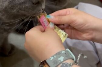 [🆕🇻🇳] Pet Lovers VN – Thiên đường thức ăn dành cho thú cưng của bạn 🐶🦜 Top1Pets 🐱🐠 Ăn ngon mà quên luôn sen đang quay lén
================================
Hệ Thống Web:
Website:
FaceBook:
InStagram:
Shopee:
Lazada:
Tiktok: petlov , shares-0✔️ , likes-0❤️️ , date-2025-09-05 20:00:15🐶🐱🇻🇳🇻🇳🇻🇳📰🆕