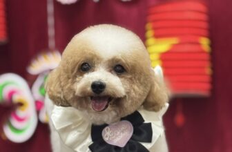 [🆕🇻🇳] CiciPets – Tiệm làm đẹp thú cưng 🐶🦜 Top1Pets 🐱🐠  Cho mấy Boss iu qua CiCi chụp ảnh trung thu nha BaMe ơiii
Đi Spa vừa đẹp vừa có ảnh kỷ niệm, gọi Cici đến đón ngay nhaĐặt lịch trước qua sđt 094 4920 , shares-0✔️ , likes-3❤️️ , date-2025-09-06 19:28:50🐶🐱🇻🇳🇻🇳🇻🇳📰🆕