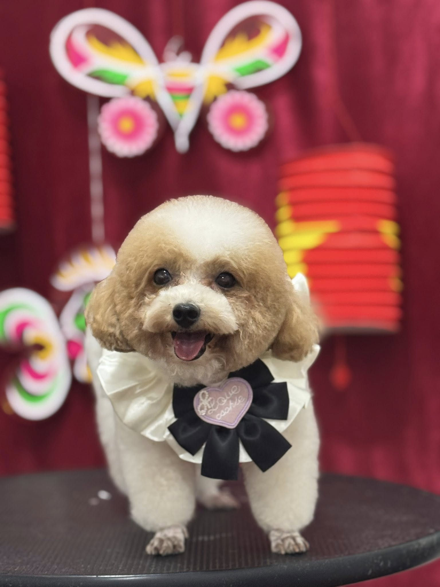 [🆕🇻🇳] CiciPets – Tiệm làm đẹp thú cưng 🐶🦜 Top1Pets 🐱🐠  Cho mấy Boss iu qua CiCi chụp ảnh trung thu nha BaMe ơiii
Đi Spa vừa đẹp vừa có ảnh kỷ niệm, gọi Cici đến đón ngay nhaĐặt lịch trước qua sđt 094 4920 , shares-0✔️ , likes-3❤️️ , date-2025-09-06 19:28:50🐶🐱🇻🇳🇻🇳🇻🇳📰🆕