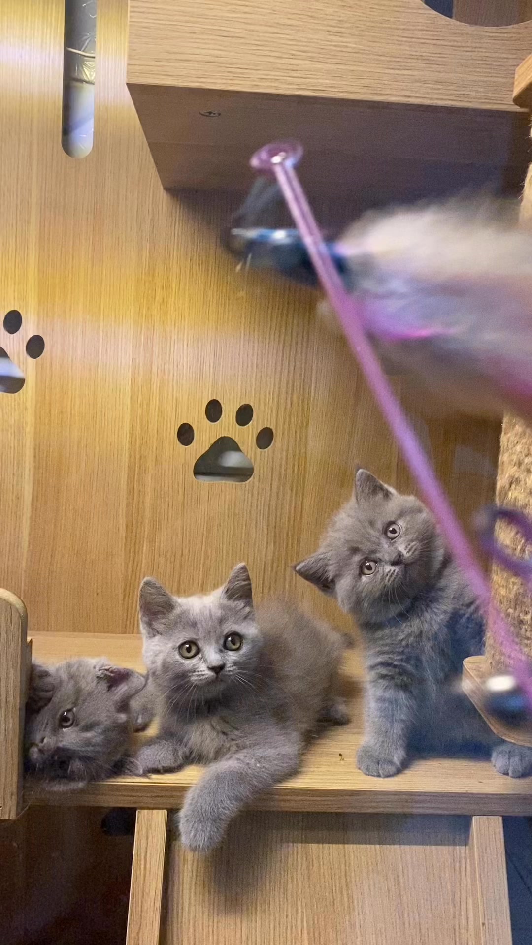 [🆕🇻🇳] Tiệm Mèo Nhà Tiên 🐶🦜 Top1Pets 🐱🐠  , shares-0✔️ , likes-0❤️️ , date-🐶🐱🇻🇳🇻🇳🇻🇳📰🆕