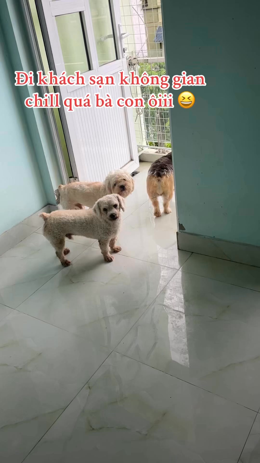 [🆕🇻🇳] Chip’s PetShop – Khách Sạn Thú Cưng 🐶🦜 Top1Pets 🐱🐠 Kéo cả nhà đi khách sạn là có thật ấy bà con ạ  , shares-0✔️ , likes-0❤️️ , date-2025-09-05 23:01:39🐶🐱🇻🇳🇻🇳🇻🇳📰🆕