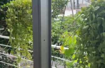 [🆕🇻🇳] Sunshine Yoga 🧘 Top1Yoga 🤸🏻‍♀️  , shares-0✔️ , likes-21❤️️ , date-2025-09-11 19:55:22🇻🇳🇻🇳🇻🇳📰🆕