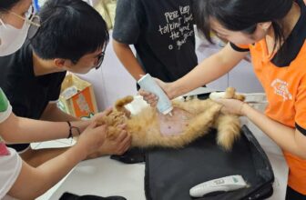 [🆕🇻🇳] PKC Pet Center – Phòng khám thú y PKC Pet Center thuộc Trung tâm dịch vụ thú cưng PKC Pet Center 🐶🦜 Top1Pets 🐱🐠 HÀNH TRÌNH “LÀM MẸ” CỦA BOSS MÈO TẠI PKC PET CENTERKhông chỉ con người mới cần sự chăm sóc y tế trong giai đoạn mang thai – thú cưng cũng vậy! Tại PKC P , shares-2✔️ , likes-9❤️️ , date-2025-09-06 01:22:13🐶🐱🇻🇳🇻🇳🇻🇳📰🆕